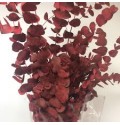 ΕΥΚΑΛΥΠΤΟΣ  ΒΑΜΜΕΝΟΣ Εισαγωγης     -EUCALYPTUS  CINEREA PAINTED
